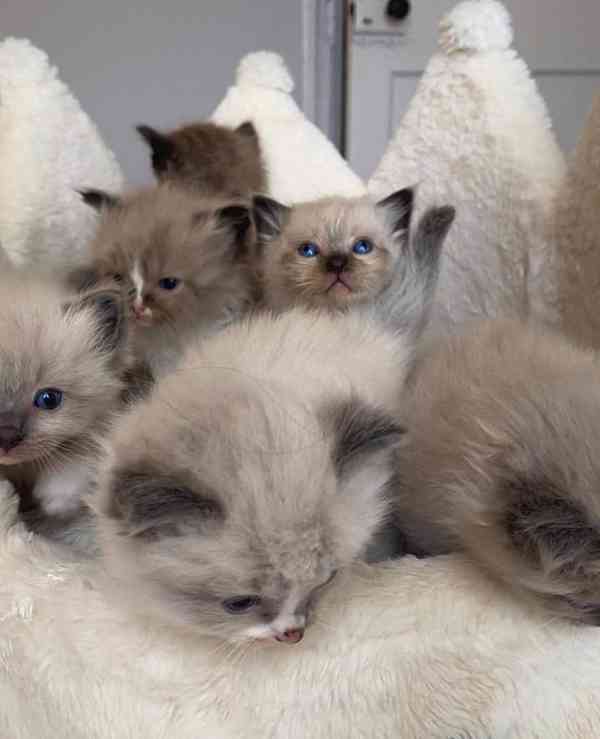 Koťátka britské krátkosrsté plemene munchkin, samci a samice - foto 2