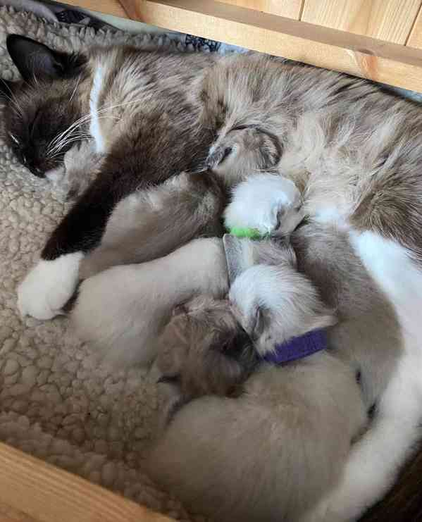 Koťátka britské krátkosrsté plemene munchkin, samci a samice