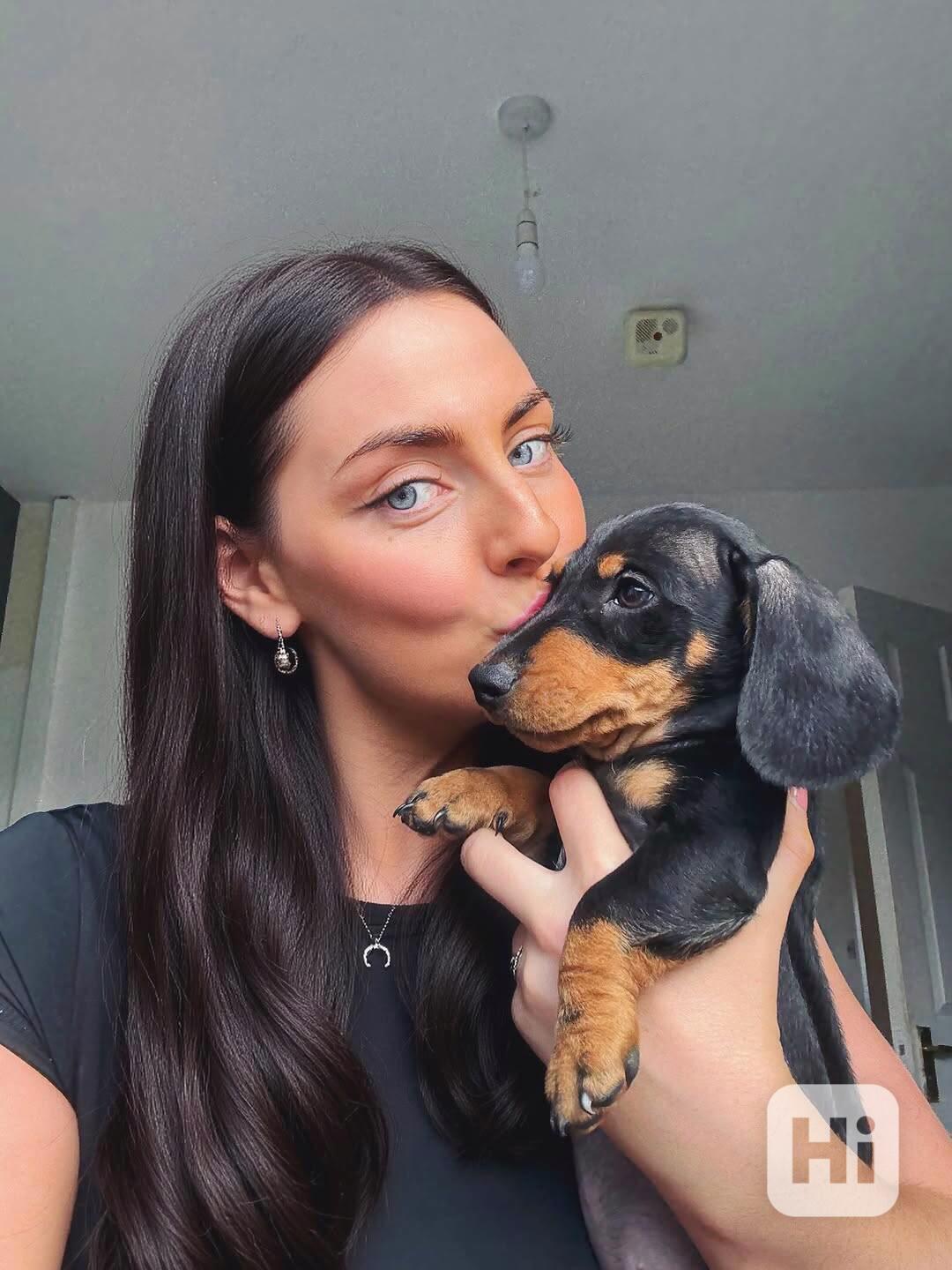 Jezevčík hladkosrstý trpasličí - fenky k odběru - foto 1