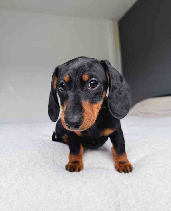 Jezevčík hladkosrstý trpasličí - fenky k odběru - foto 3