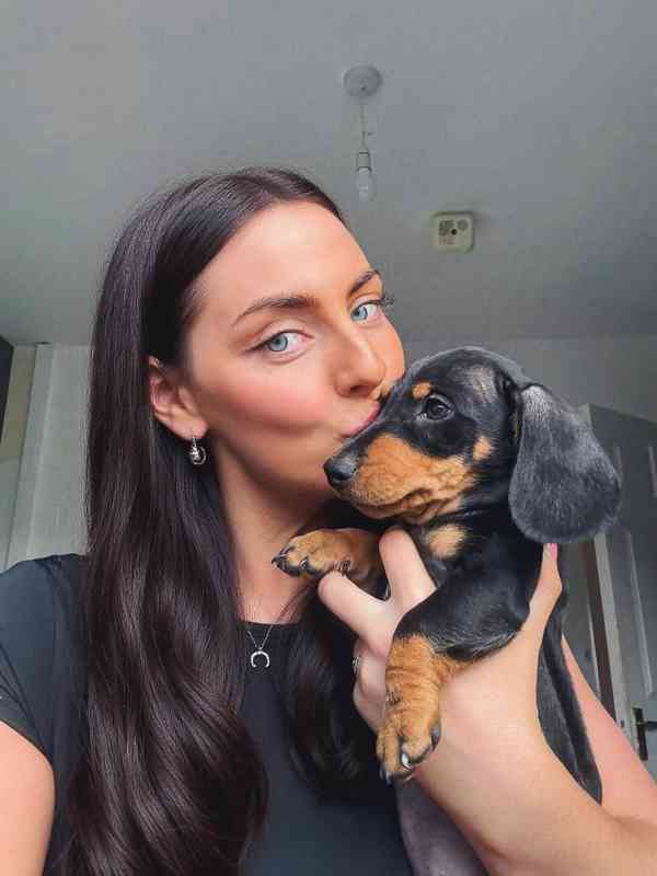 Jezevčík hladkosrstý trpasličí - fenky k odběru