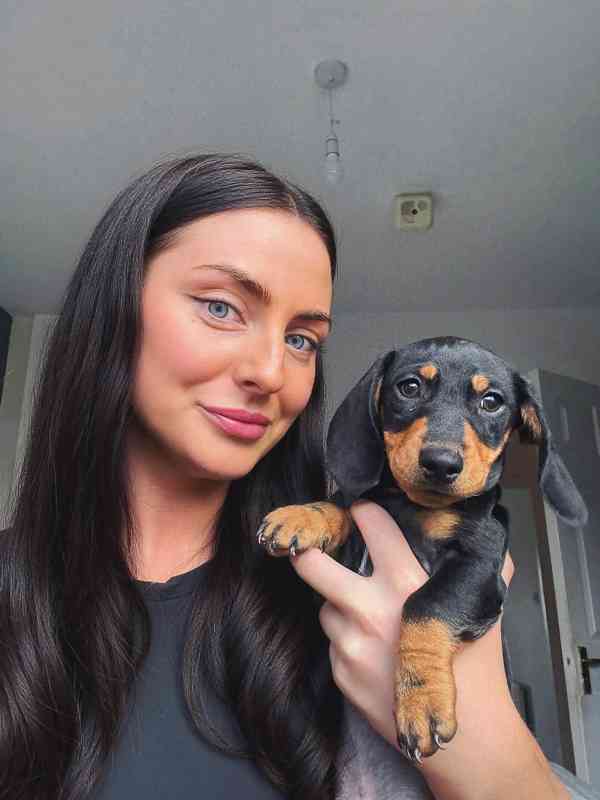 Jezevčík hladkosrstý trpasličí - fenky k odběru - foto 2