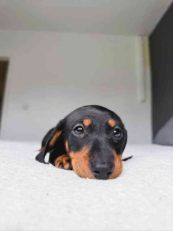 Jezevčík hladkosrstý trpasličí - fenky k odběru - foto 5