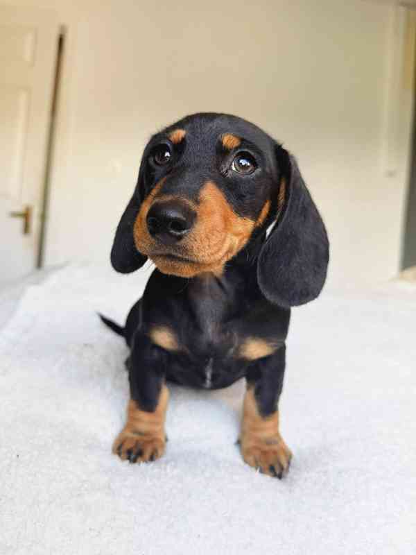 Jezevčík hladkosrstý trpasličí - fenky k odběru - foto 4