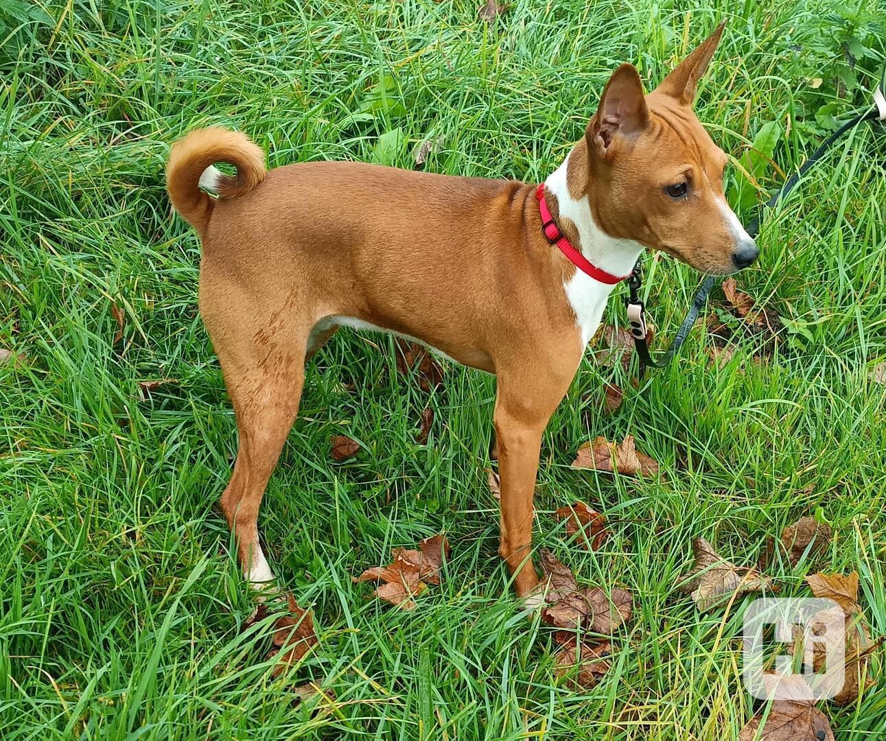 Basenji - prodám fenku bez pp - foto 1