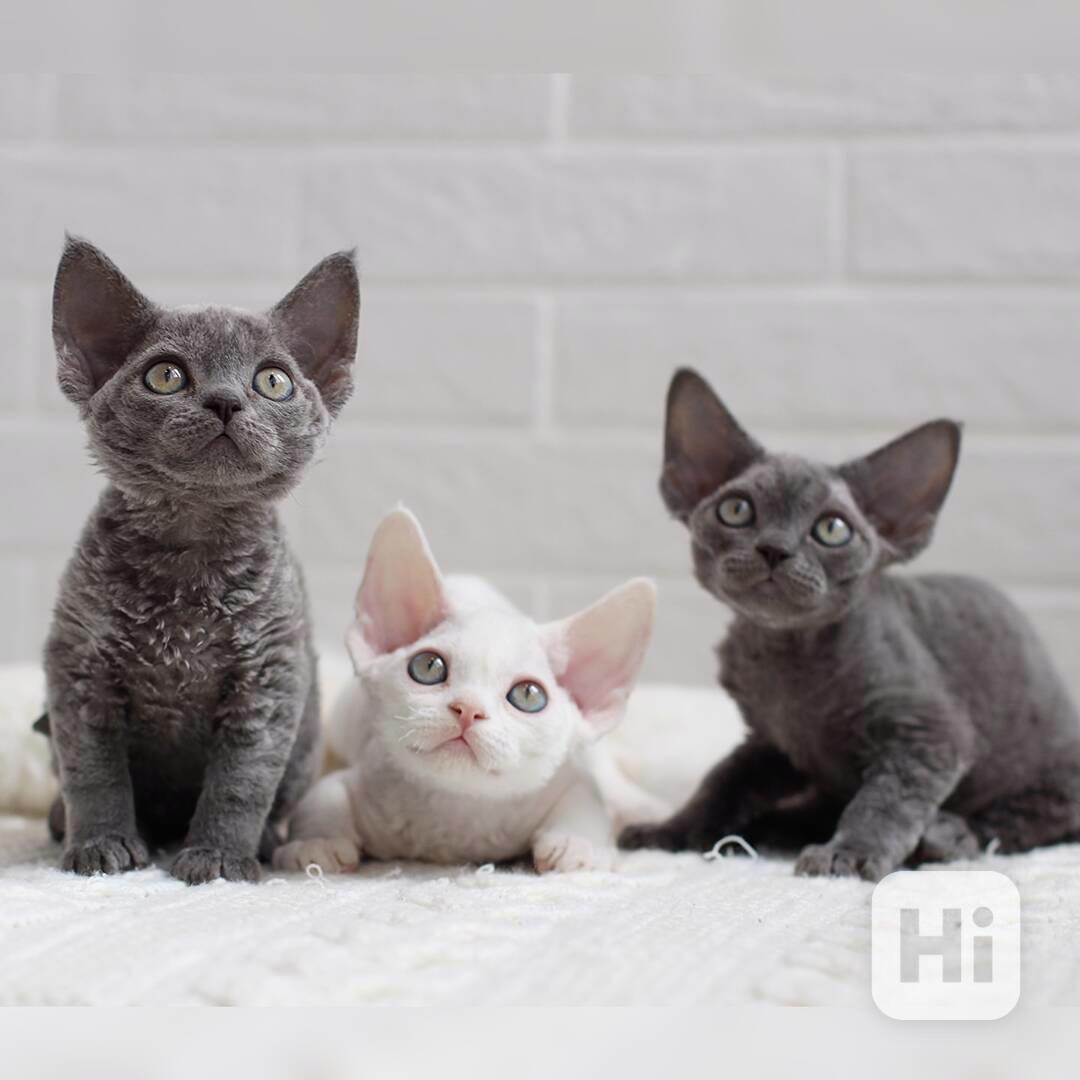 Krásné kotě plemene Devon Rex - foto 1