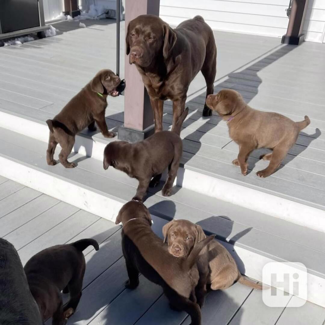 Labrador na prodej - foto 1