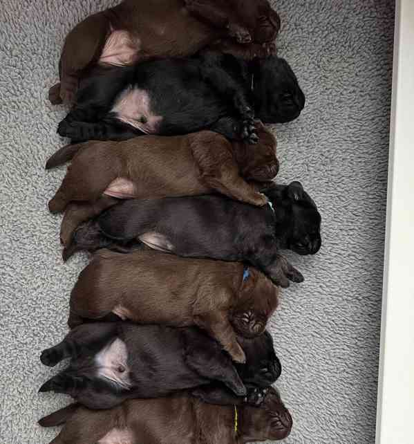 Labrador na prodej - foto 2