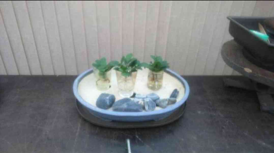 bonsai Fikus Ginseng  , les, staří  10let - foto 7