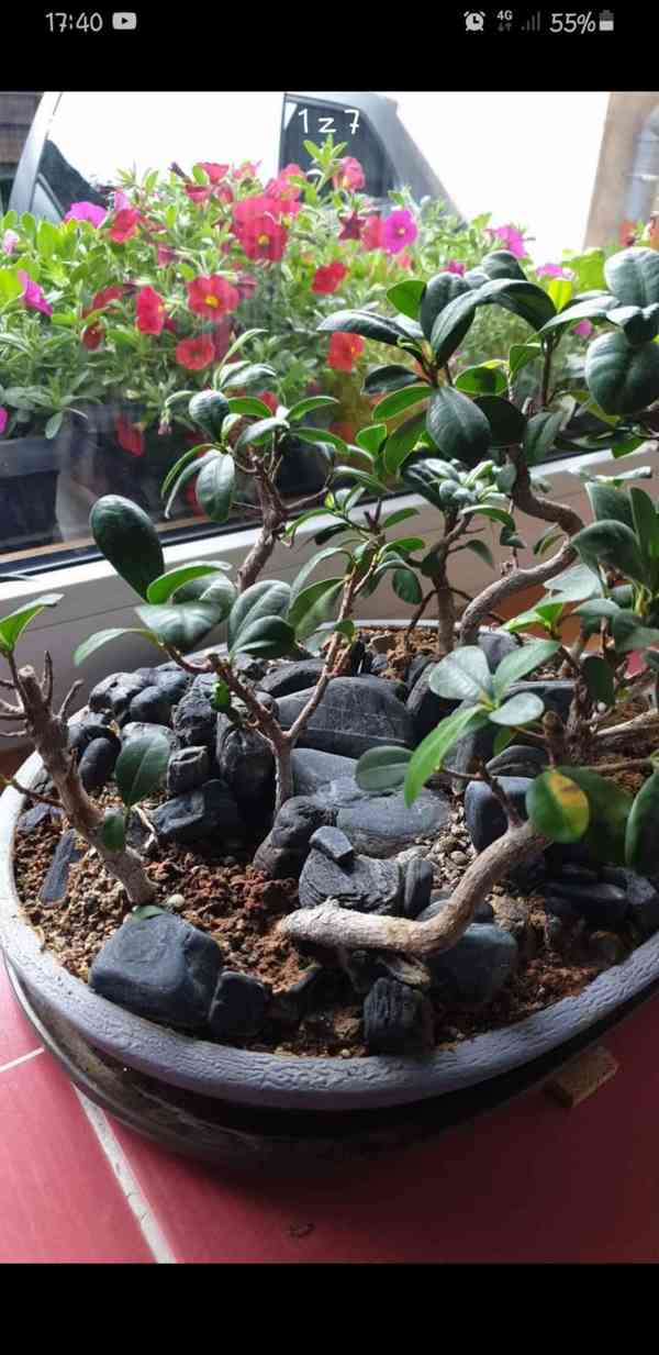 bonsai Fikus Ginseng  , les, staří  10let - foto 6