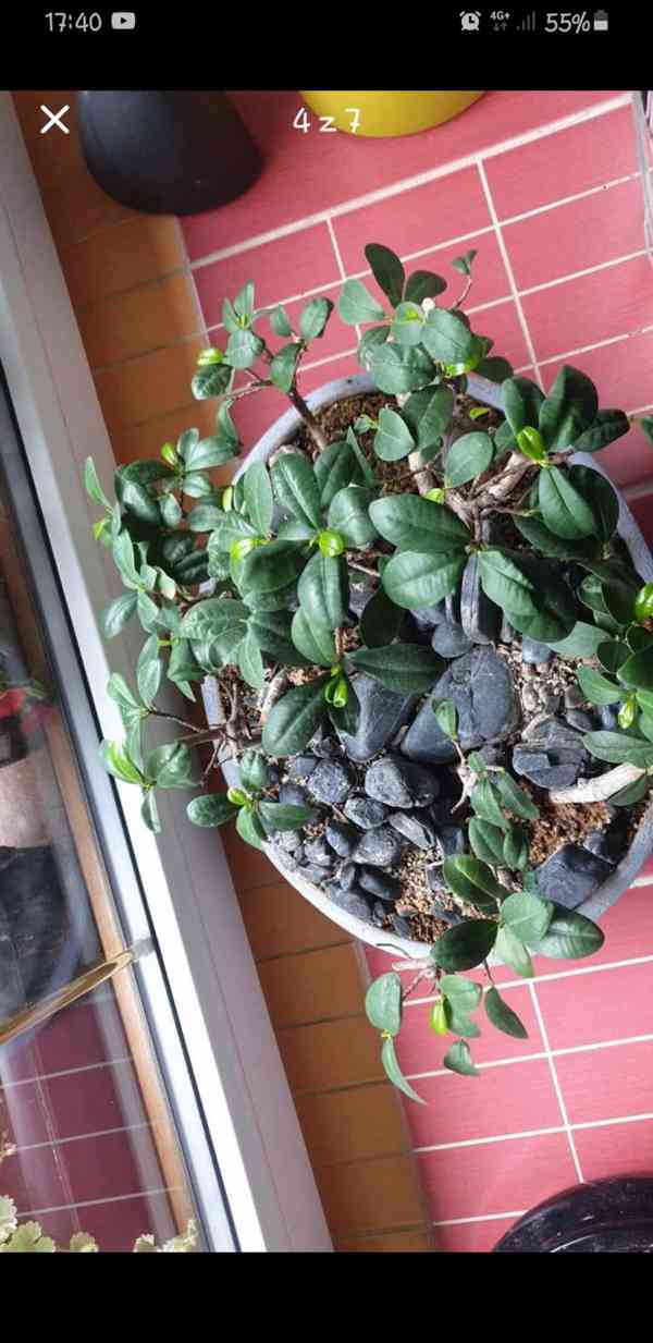 bonsai Fikus Ginseng  , les, staří  10let - foto 4
