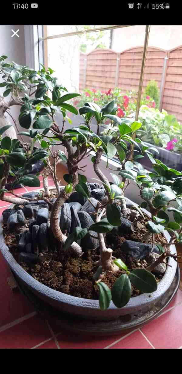 bonsai Fikus Ginseng  , les, staří  10let - foto 5