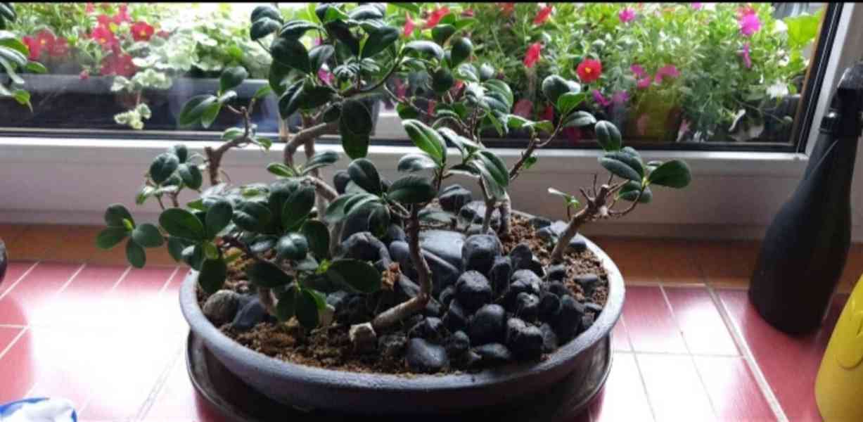 bonsai Fikus Ginseng  , les, staří  10let - foto 3