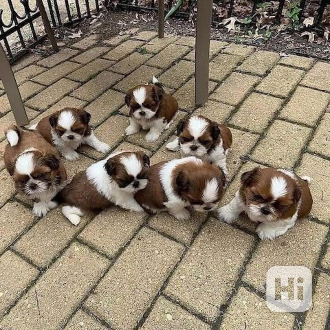 štěňátka shih tzu k adopci zdarma - foto 1