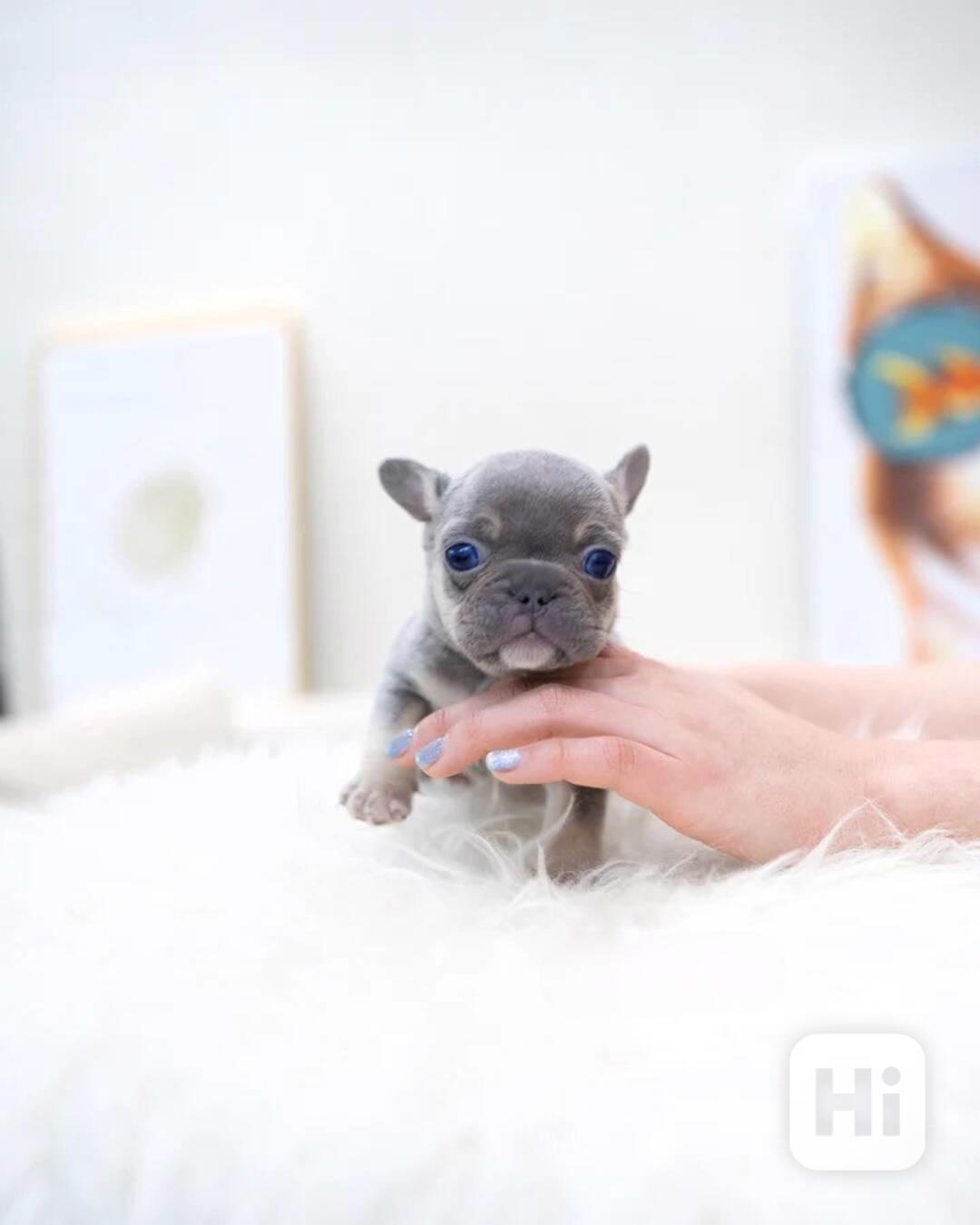 Rozkošná štěňata francouzského buldočka k odběru!!  - foto 1