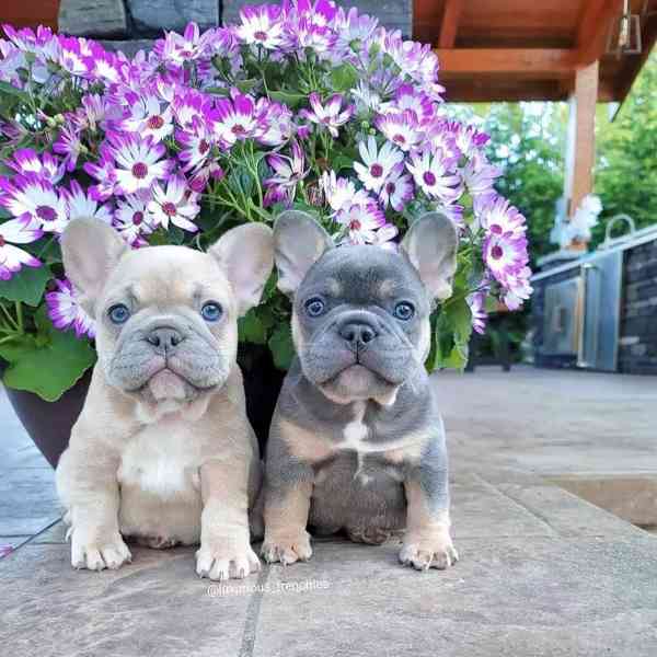 Rozkošná štěňata francouzského buldočka k odběru!!  - foto 2