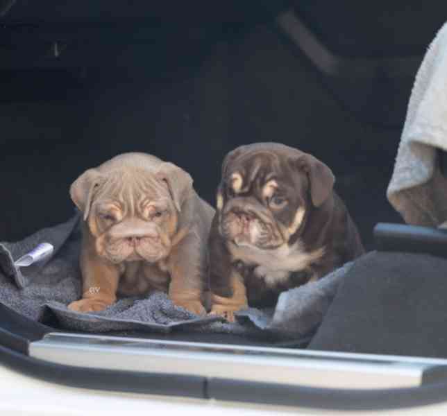 Výjimečná štěňata anglického buldoka - foto 5