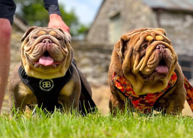 Výjimečná štěňata anglického buldoka - foto 6