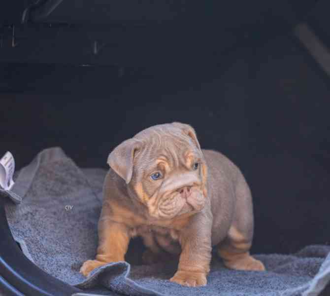Výjimečná štěňata anglického buldoka - foto 3