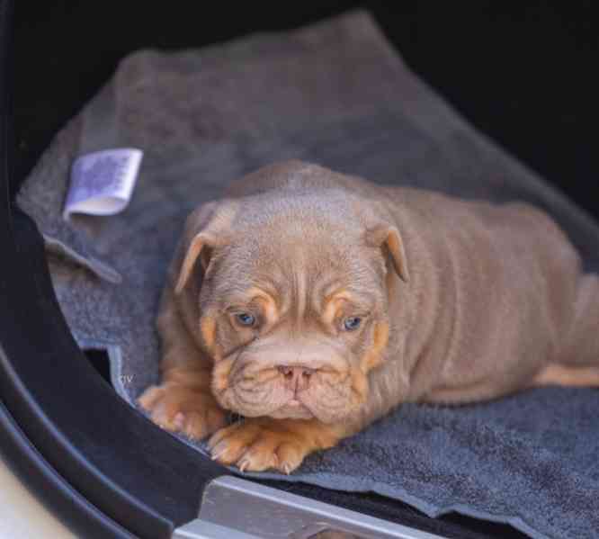 Výjimečná štěňata anglického buldoka - foto 1