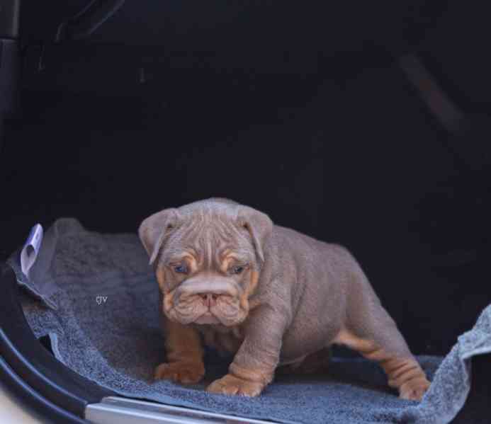 Výjimečná štěňata anglického buldoka - foto 2