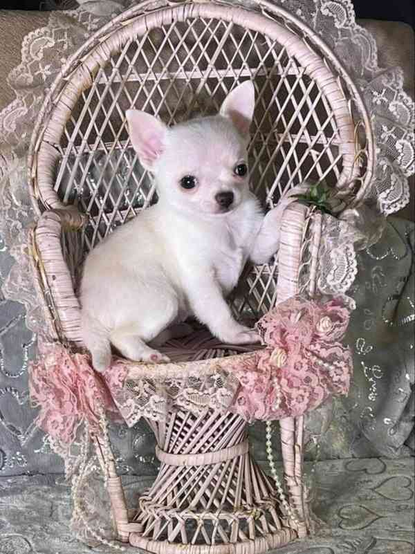 Štěňata čivavy, 11 týdnů stará - foto 1