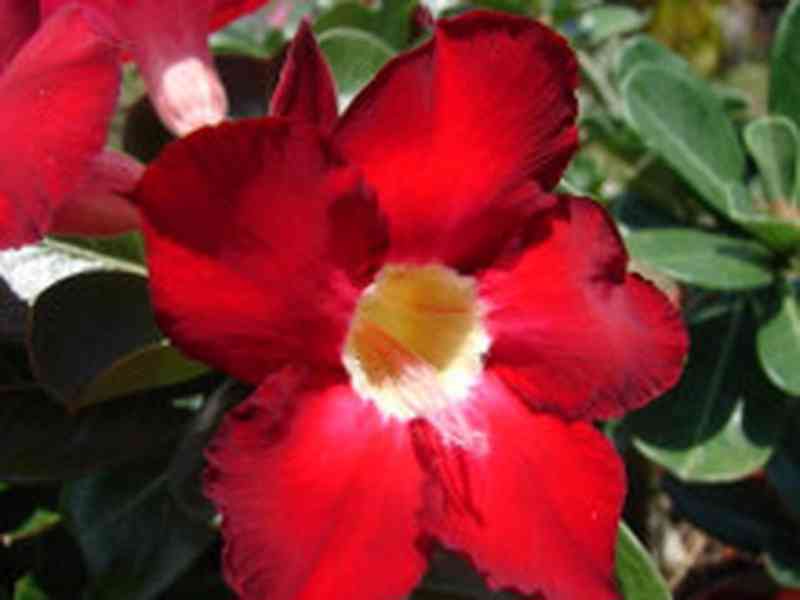 semena Adenium obesum dark forest