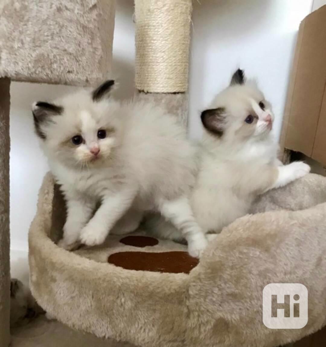 Dobře vycvičení a čistotní koťátka plemene ragdoll, samci a  - foto 1
