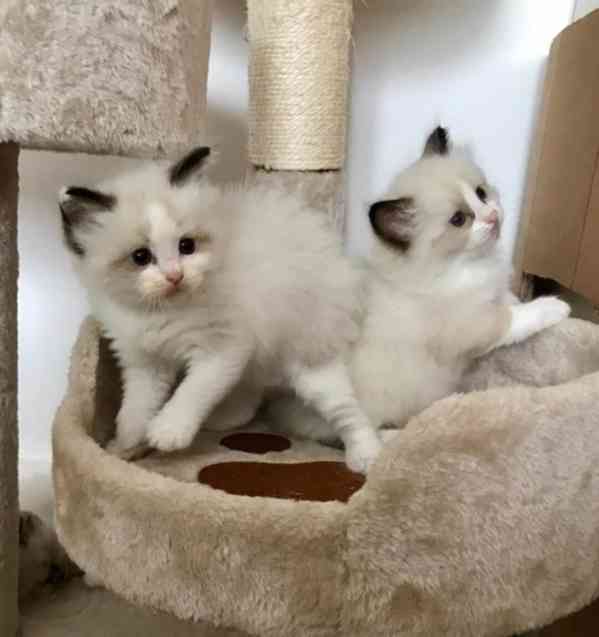 Dobře vycvičení a čistotní koťátka plemene ragdoll, samci a - foto 1