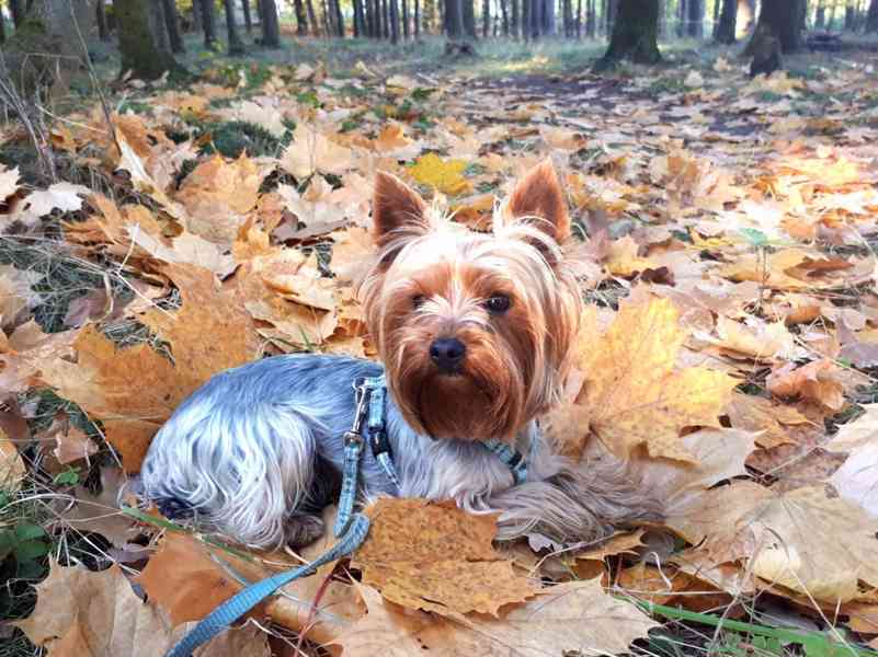 Jorkšírský teriér krytí, připuštění - foto 4