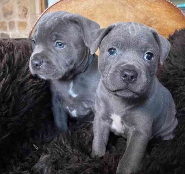 Staffordshire Bull Terrier Puppies For Sale - foto 3