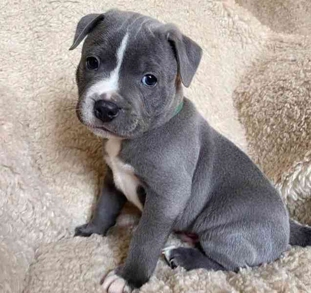 Staffordshire Bull Terrier Puppies For Sale - foto 2