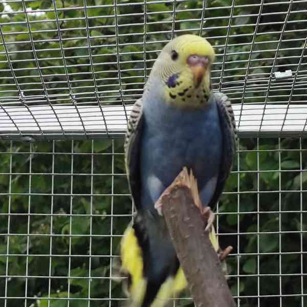 Andulky - foto 3