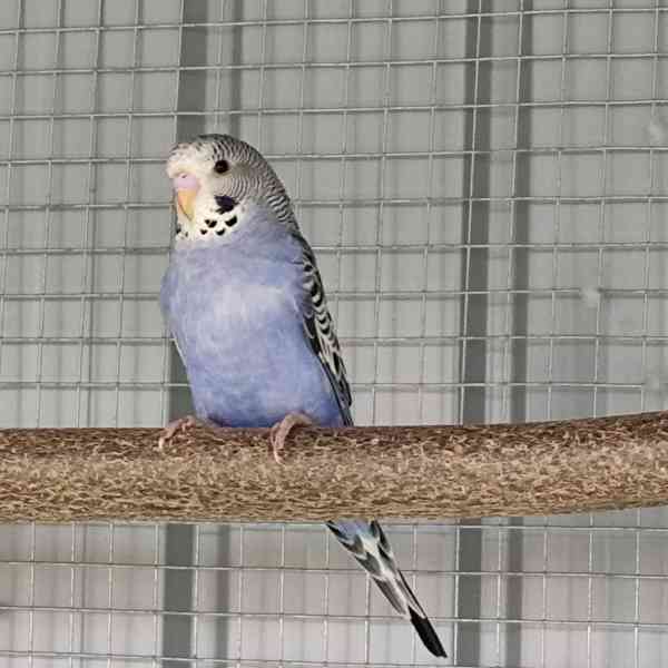Andulky - foto 12