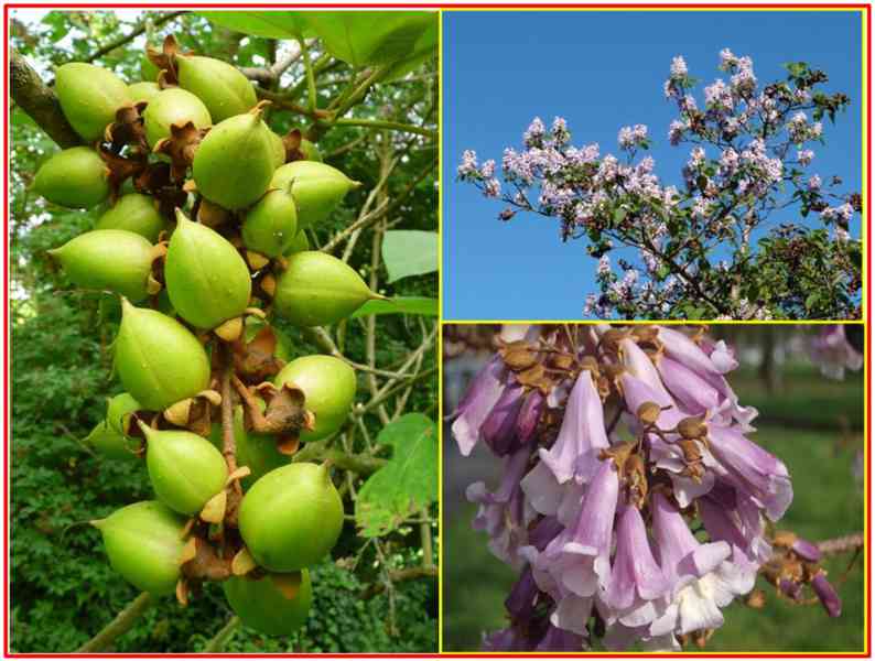 PAULOWNIA TOMENTOSA - SEMENA - foto 1