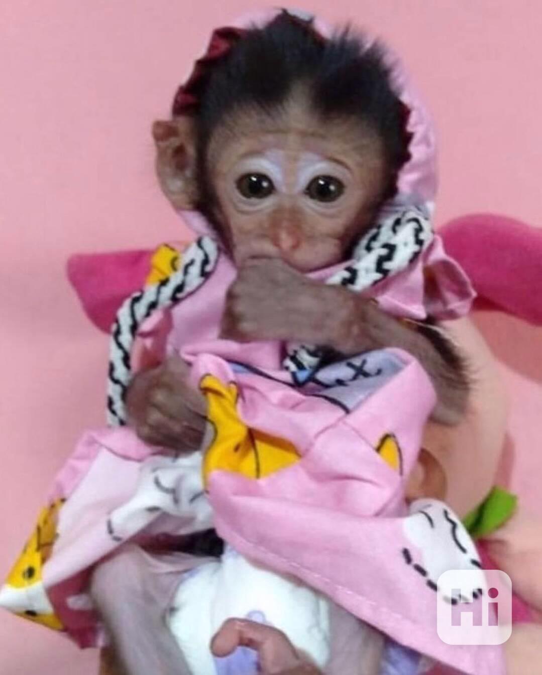 🐒 Krásná opičí mláďata na prodej - foto 1
