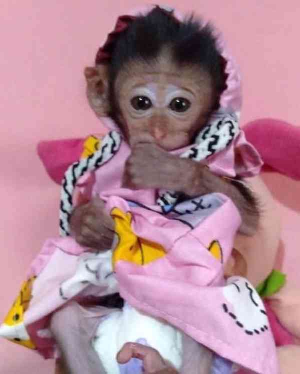 🐒 Krásná opičí mláďata na prodej - foto 1