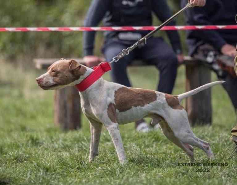 Americký pitbull terrier s registraciou / rodokmenom - foto 3