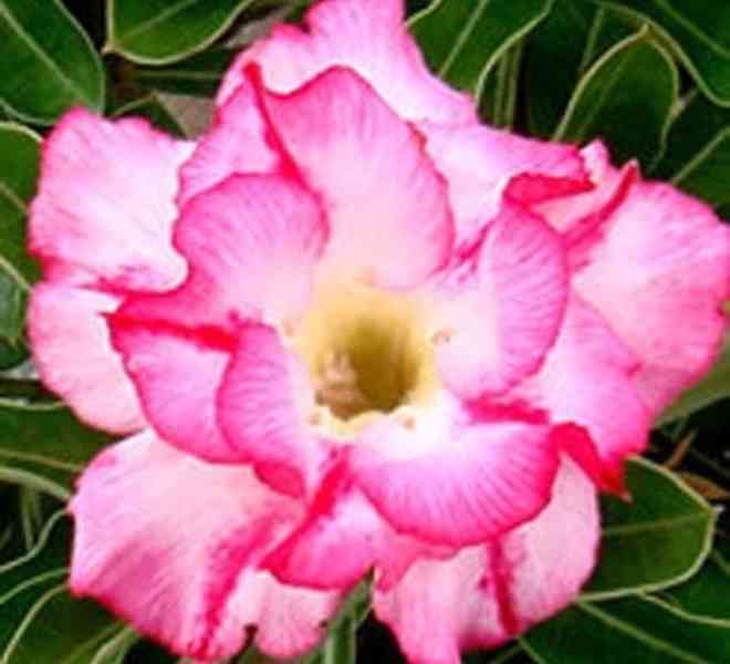 Adenium obesum double lilliput - foto 1