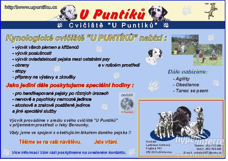 Výcvik psů - výcvikové středisko U Puntíků - foto 2