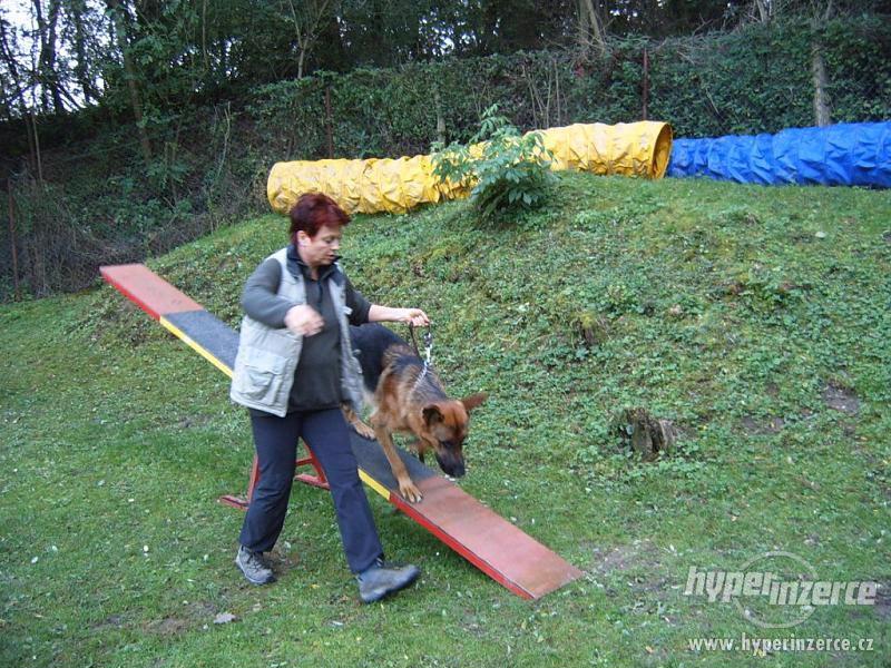 Výcvik psů - výcvikové středisko U Puntíků - foto 9