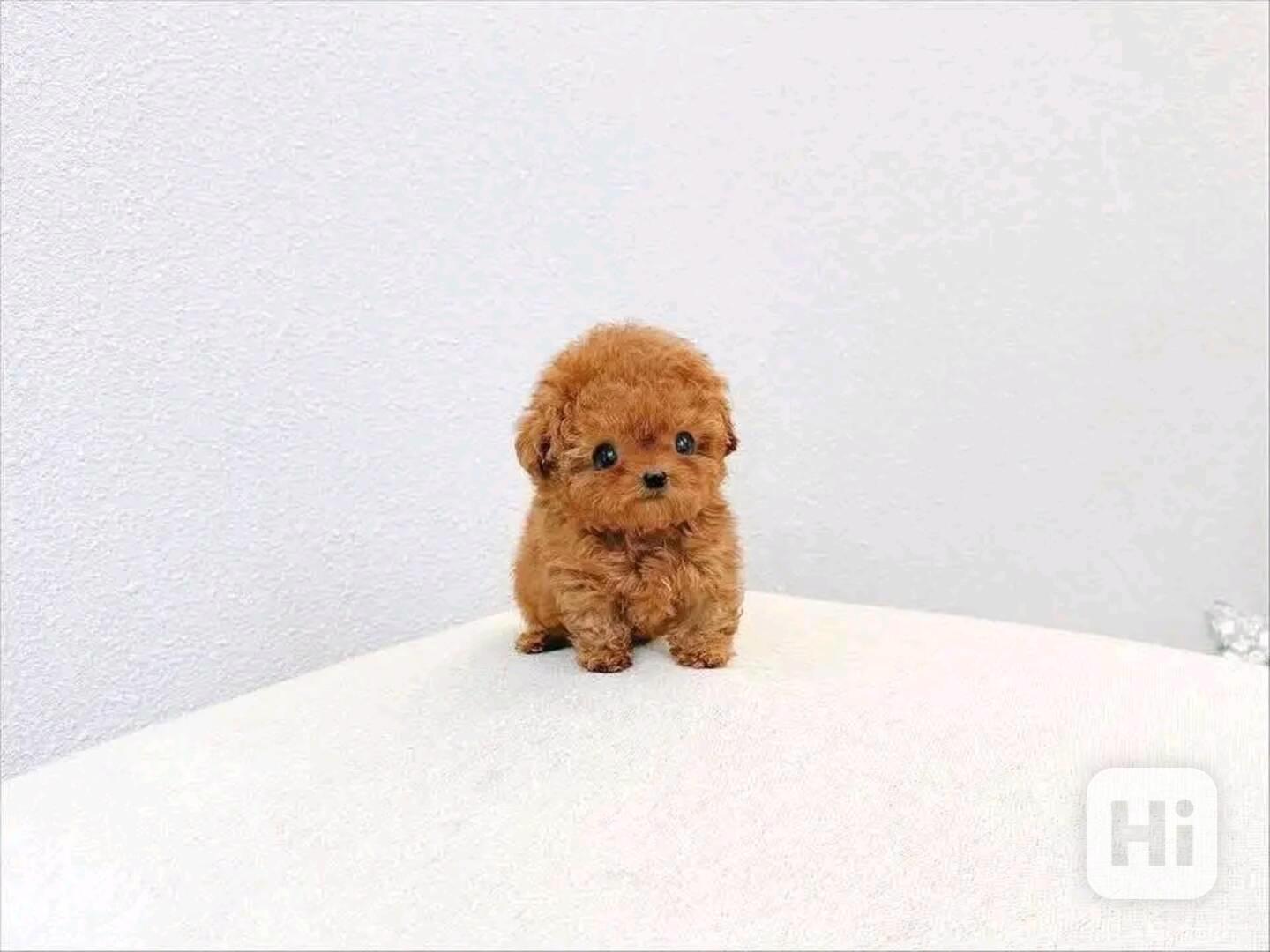 Poodle puppy  - foto 1