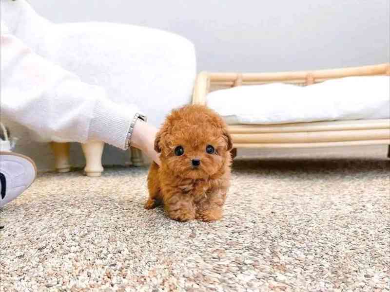 Poodle puppy  - foto 2