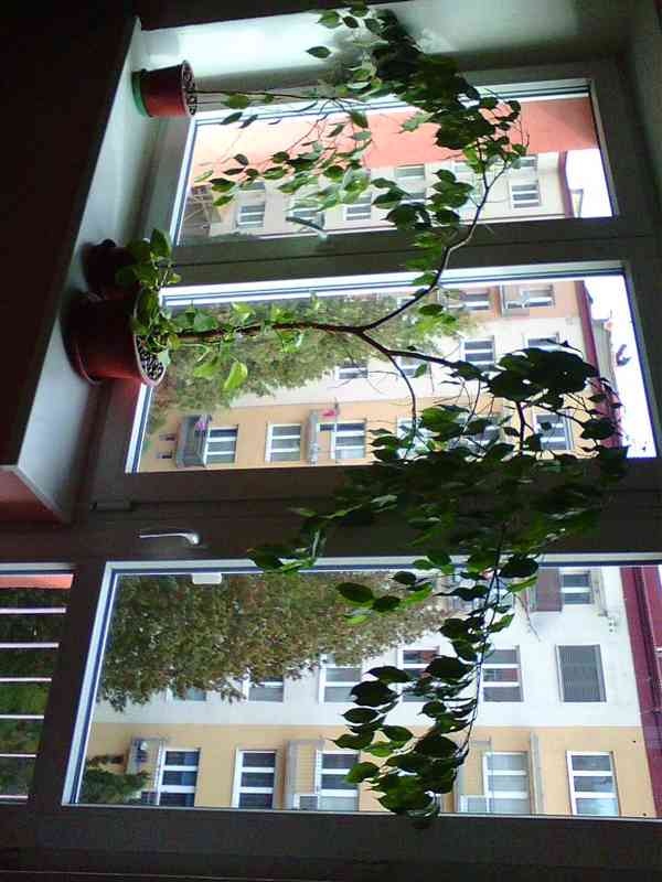 Pokojové a exotické rostliny - foto 8