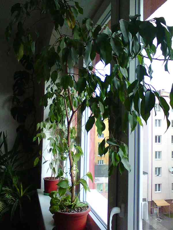 Pokojové a exotické rostliny - foto 7