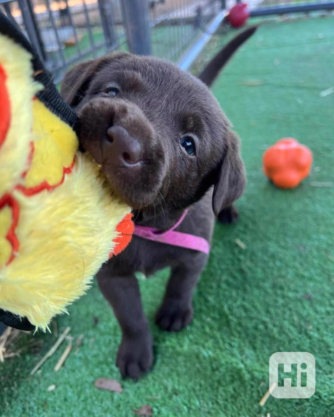 Štěňata labradora do nových domovů - foto 1