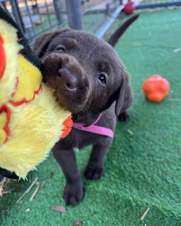 Štěňata labradora do nových domovů - foto 1