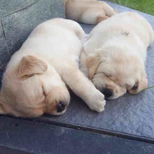 Štěňata labradora do nových domovů - foto 3