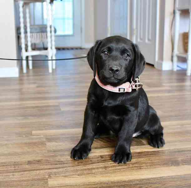 Štěňata labradora do nových domovů - foto 2