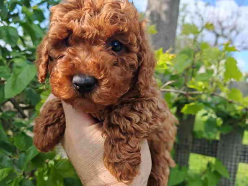 Toy pudl registrovaný v Kc - foto 2